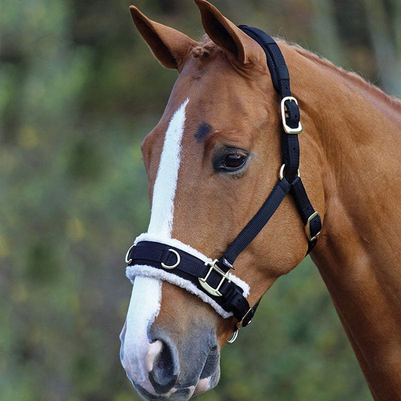 How to lunge a horse