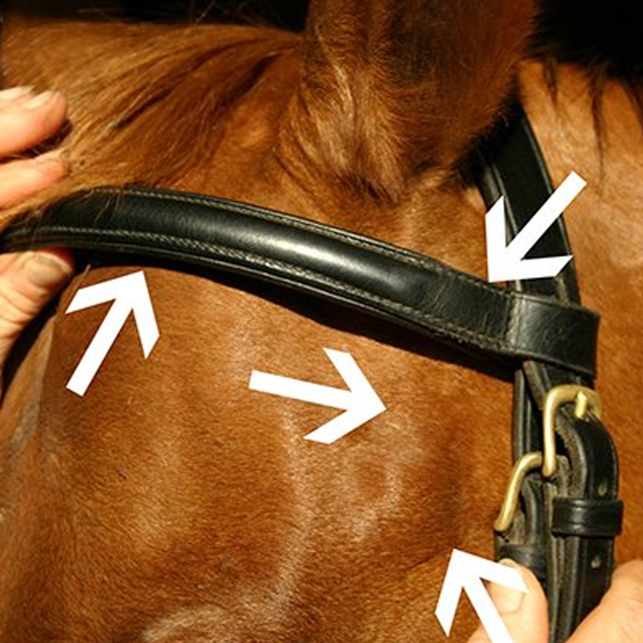 Browbands