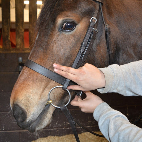 Fitting a Horses Noseband