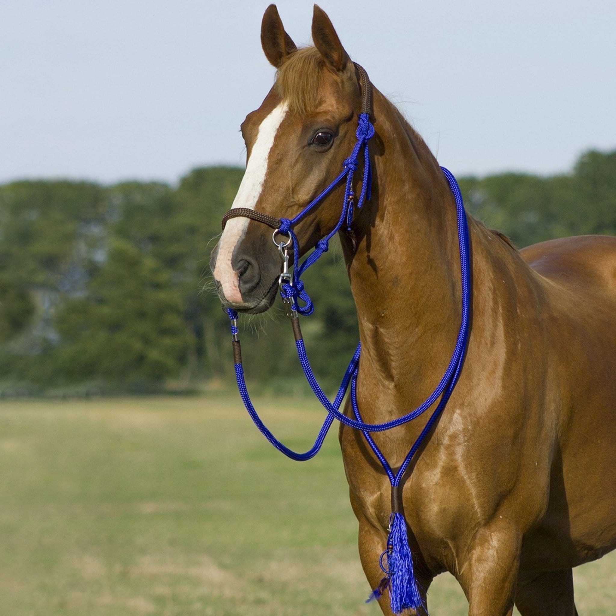 QHP Liberty Rope Halter Combi