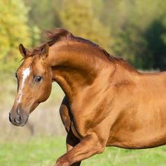 Horse Summer Coat