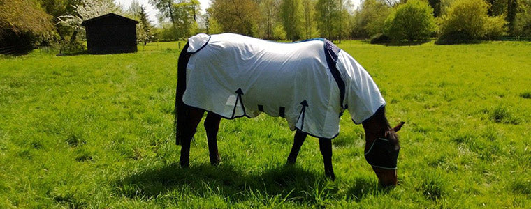 A picture of the EQUUS horse, Secret