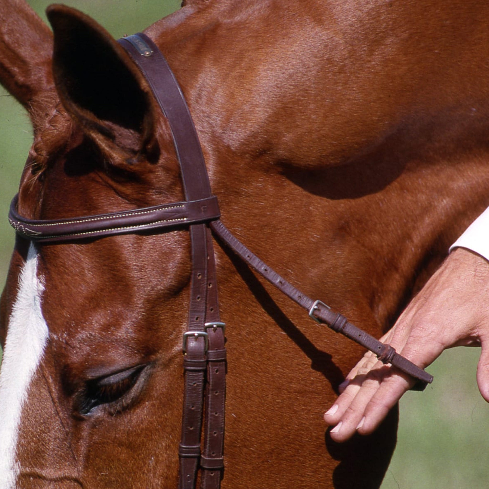 Throatlash Fitting Horse Bridle