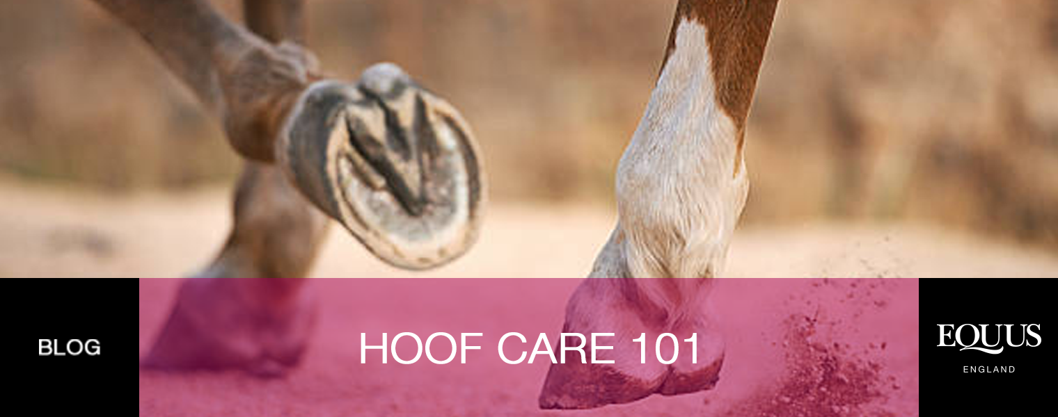 Hoof Care 101