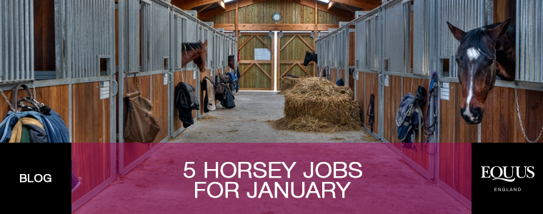 Five horsey jobs to do in January