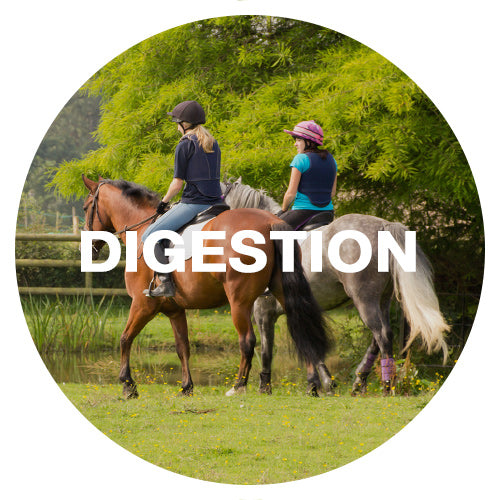 Digestion Horse Supplements