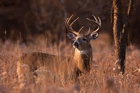 ic: Deer hunting