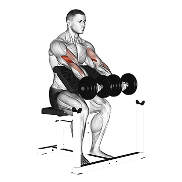 two arms dumbbell preacher curl