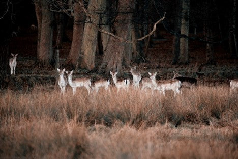 Night Vision for Hunting