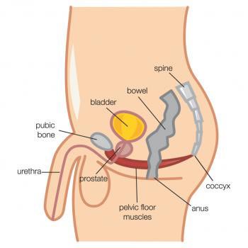 Male pelvic floor muscles Diagram showing the male pelvic floor muscles