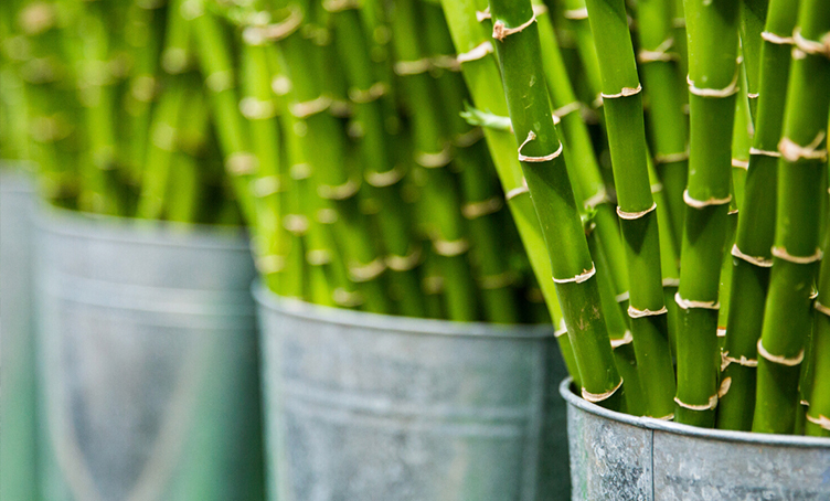 Bamboo Harvested
