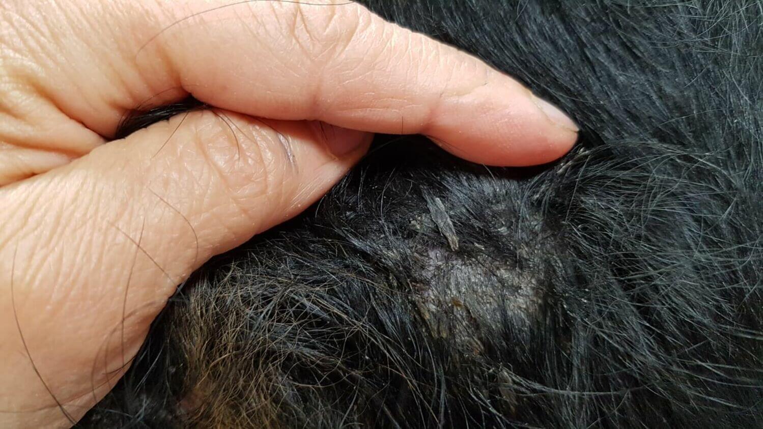 What Is Seborrhea Dermatitis in Dogs?