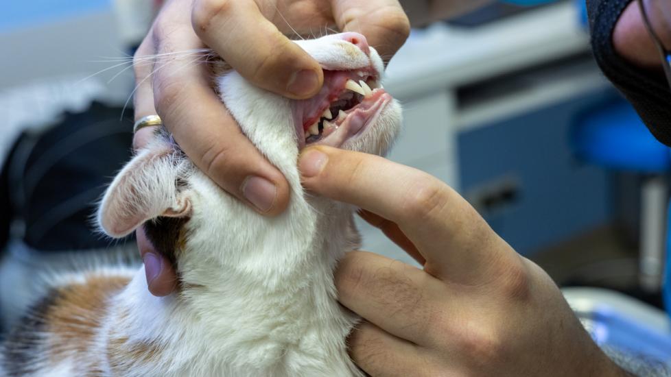 Physical Examination