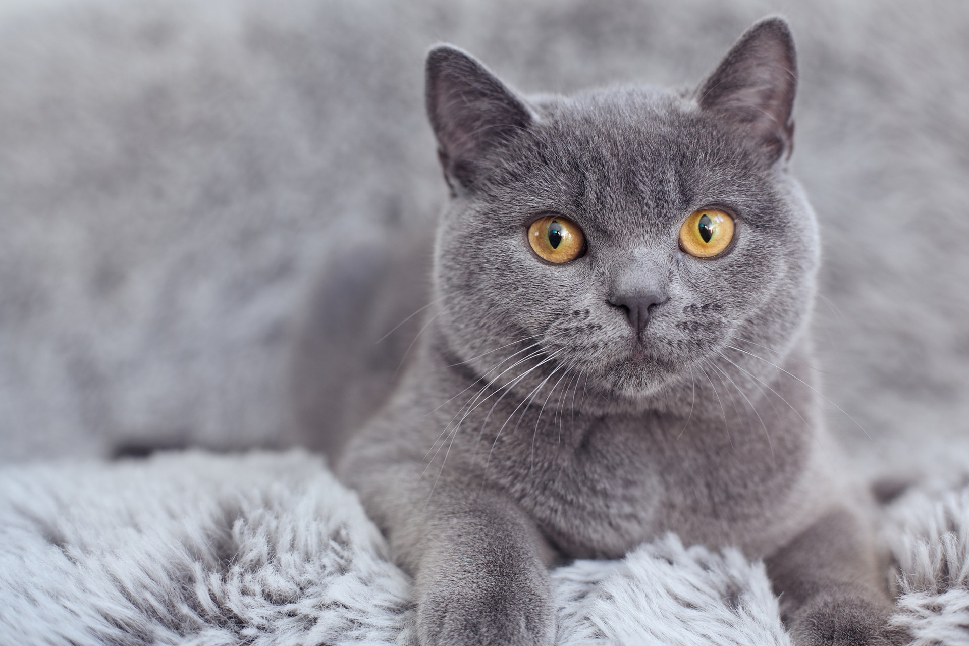 How Do Cats Get Heart Disease?