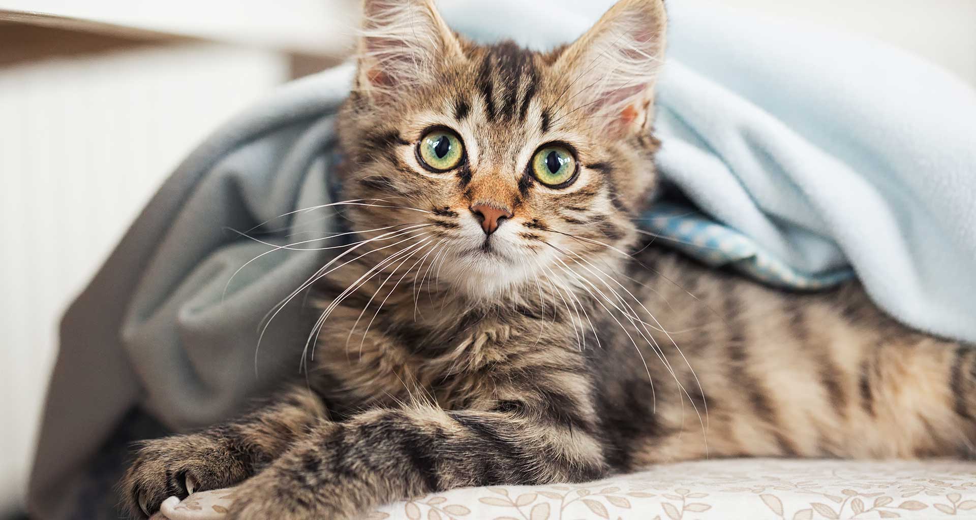 Side effects of cat vaccinations