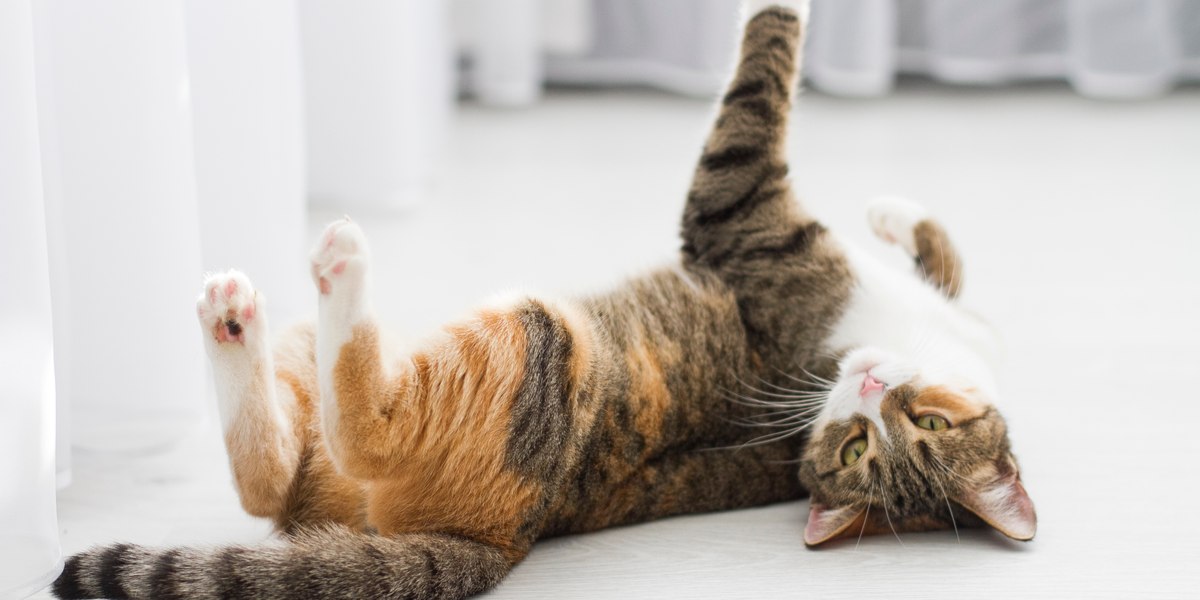 Cat Heating Symptoms