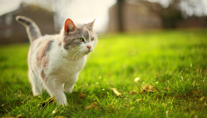 Why Do Cats Need To Be Vaccinated?