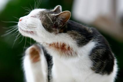 Excessive licking, scratching, or biting