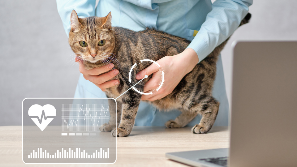 What is a Heart Murmur?