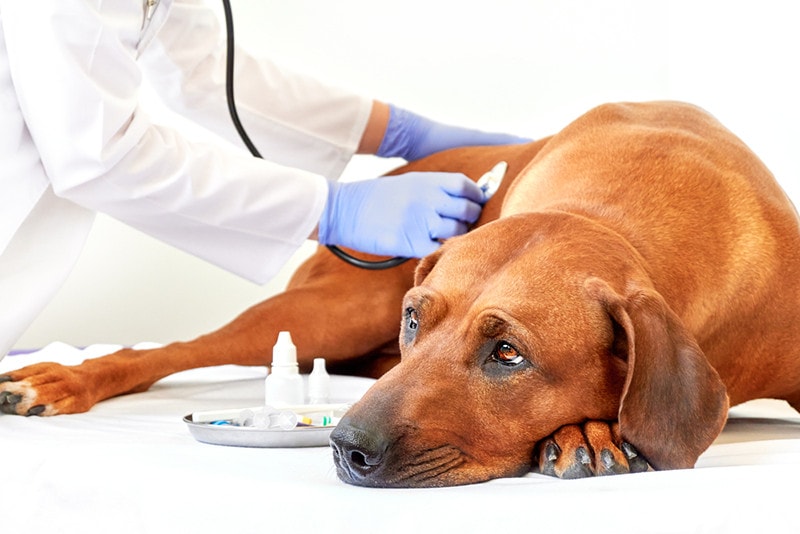 How Veterinarians Diagnose Bloody Vomiting in Dogs