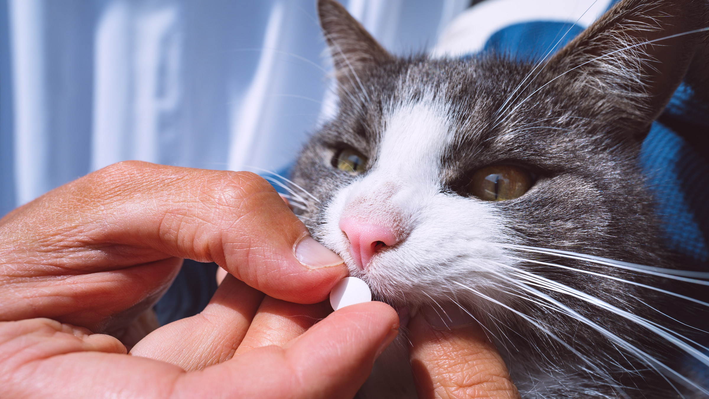 Cat Diarrhea Treatment