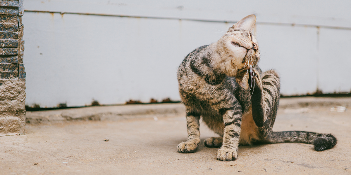 Excessive Scratching