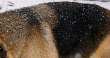 What Is Dandruff in Dogs?
