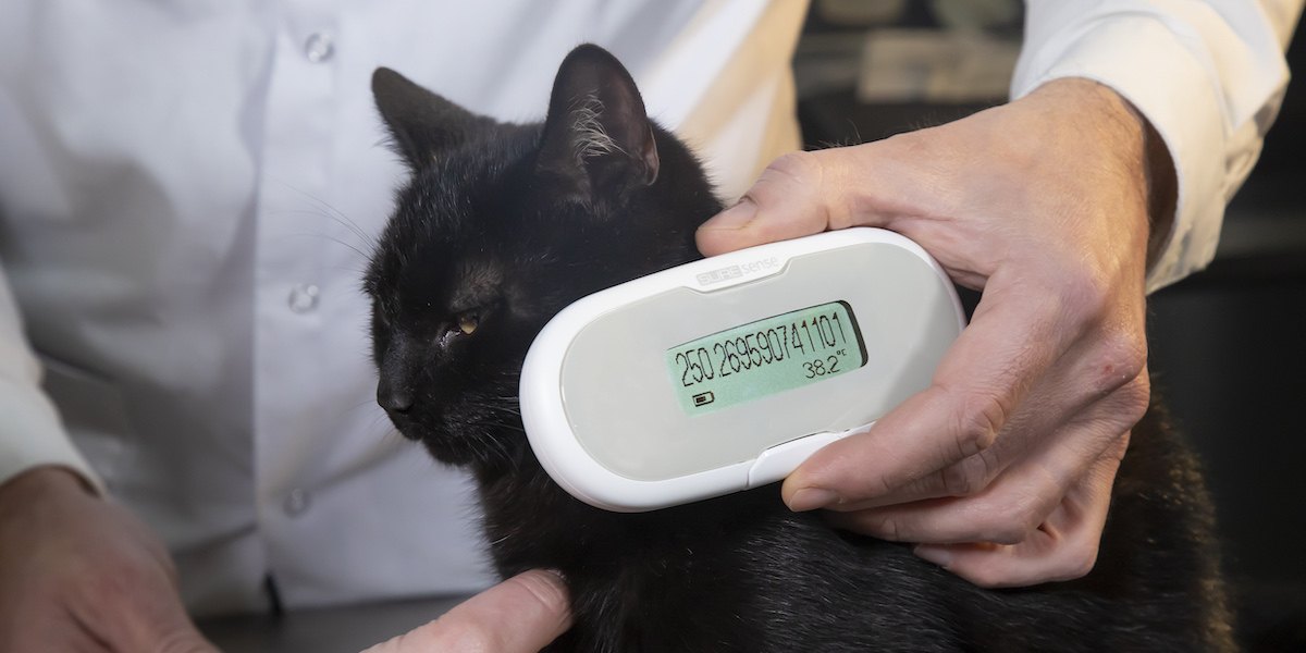 What Is Your Cat's Normal Body Temperature?