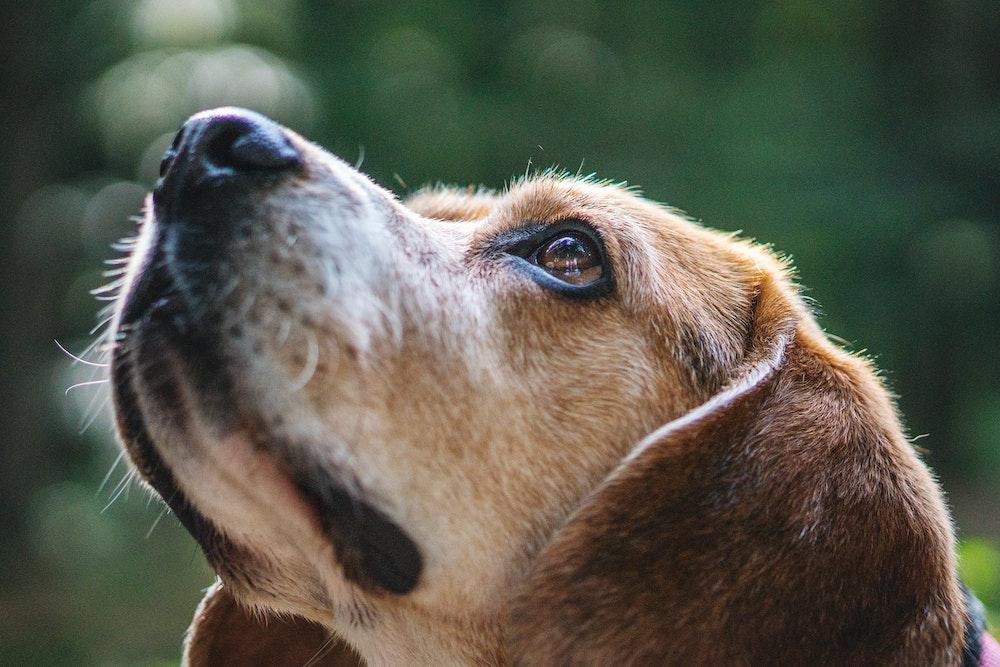What Is Nosebleeds in Dogs?