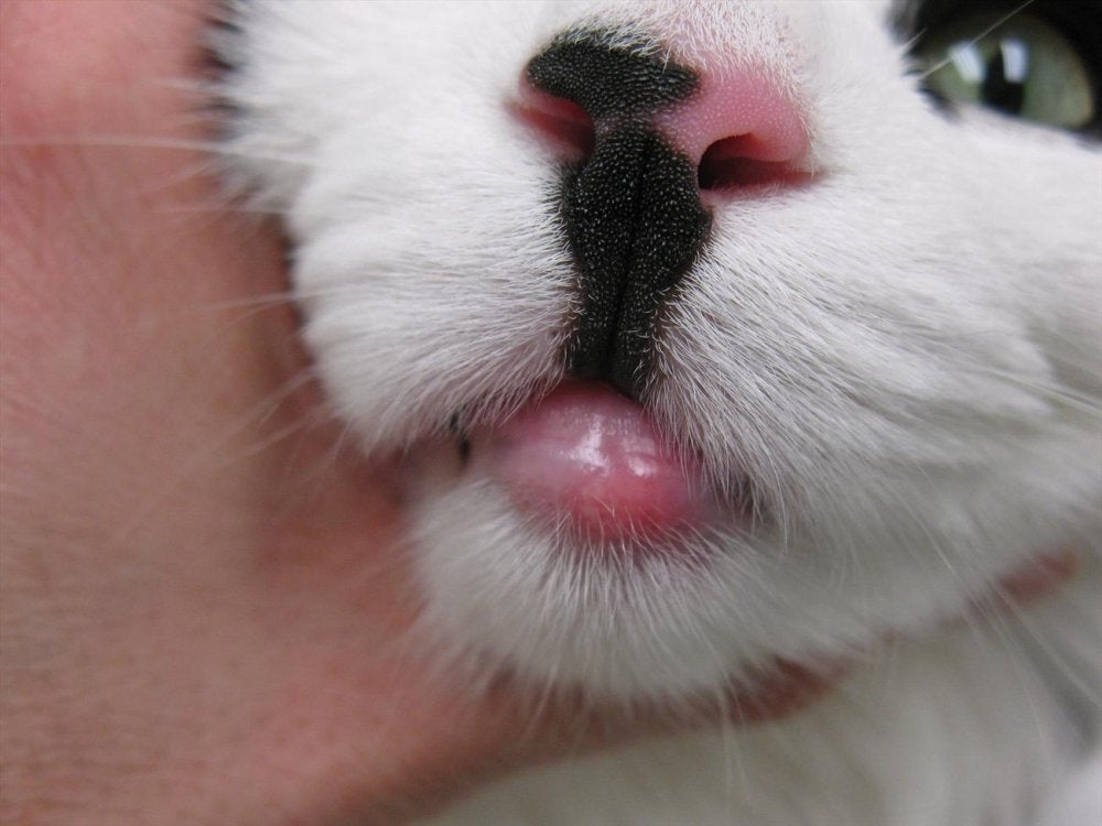 What Does Swollen Cat Lip Look Like?