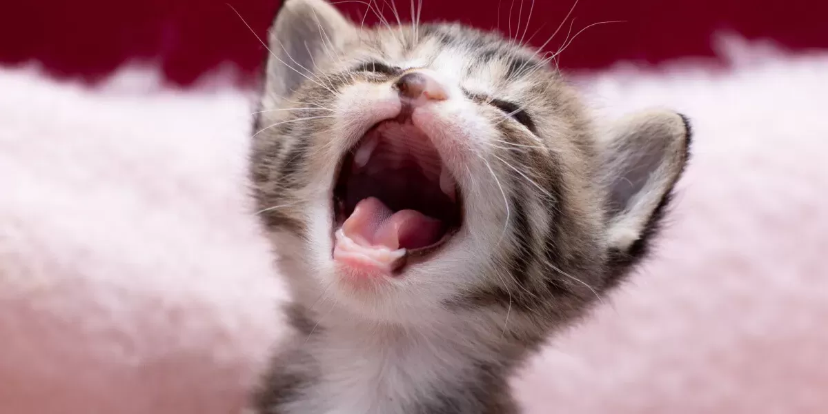 Do Cats Lose Baby Teeth?