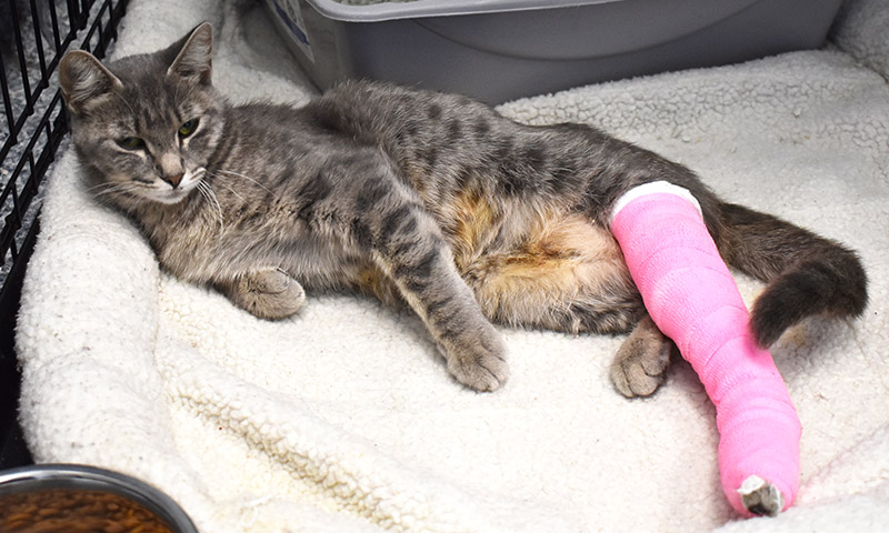 Home Care for a Cat With a Broken Leg