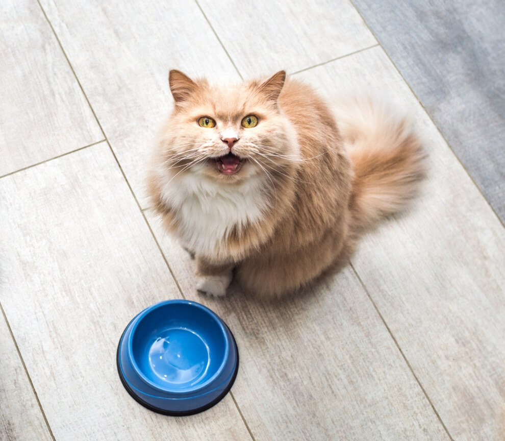 Five Main Causes of Obesity in Cats