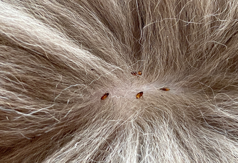 Fleas