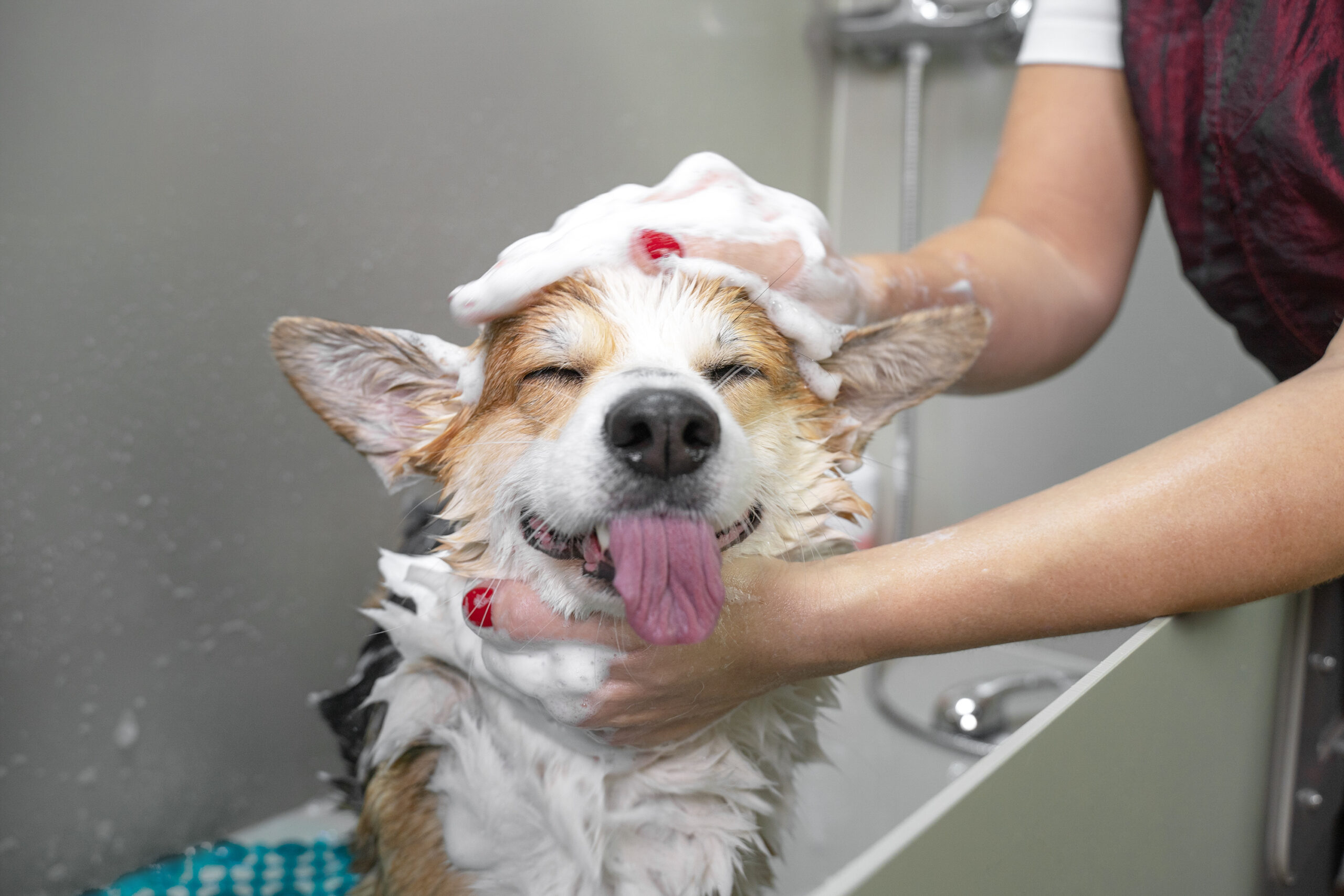 How to Treat Dry Skin on Dogs