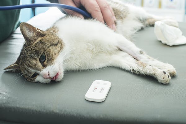 Heart Disease for cat