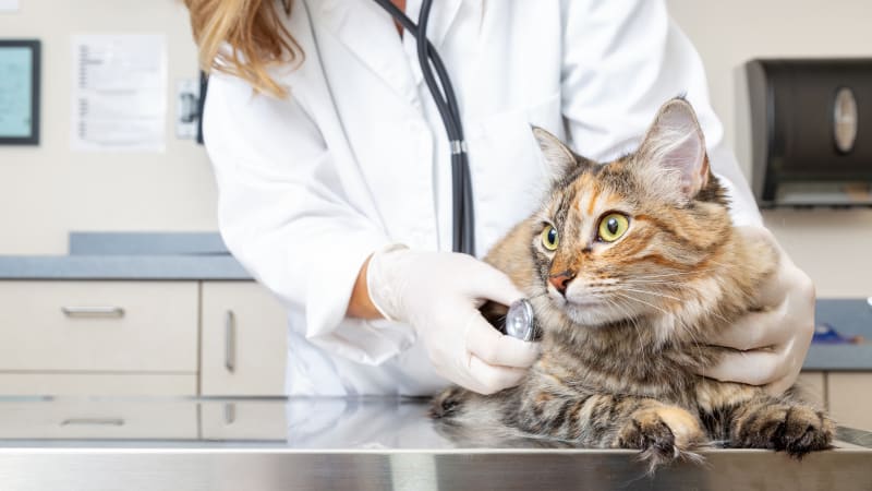 How Veterinarians Diagnose Your Cat