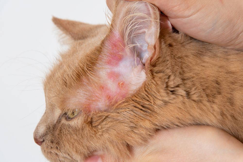 What are Skin Allergy in Cats？