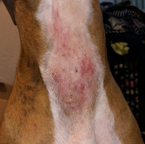 Signs and Symptoms of Atopic Dermatitis in Dogs