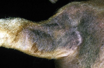 Symptoms of Itchy Skin in Dogs