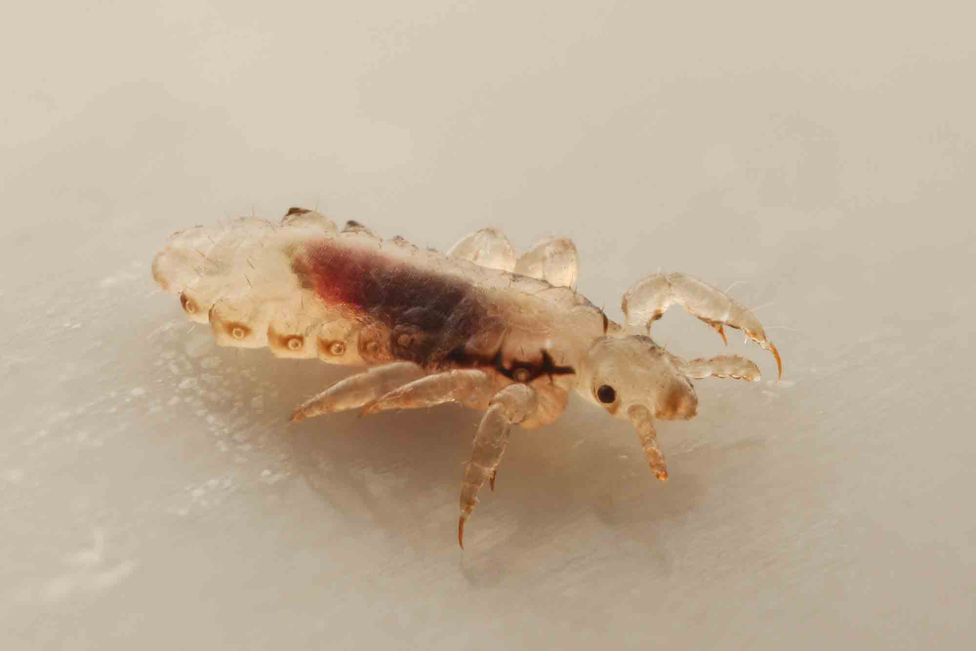 What Are Dog Lice?