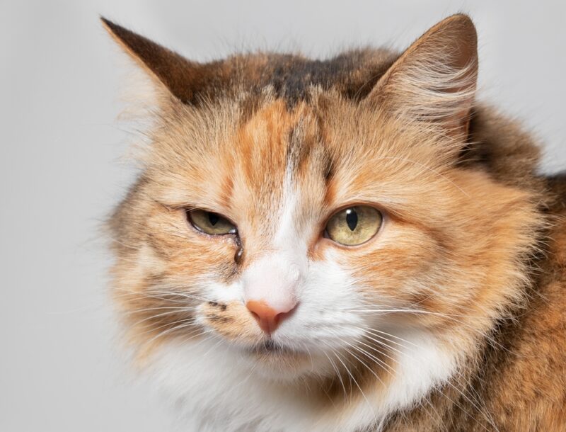 Conjunctivitis