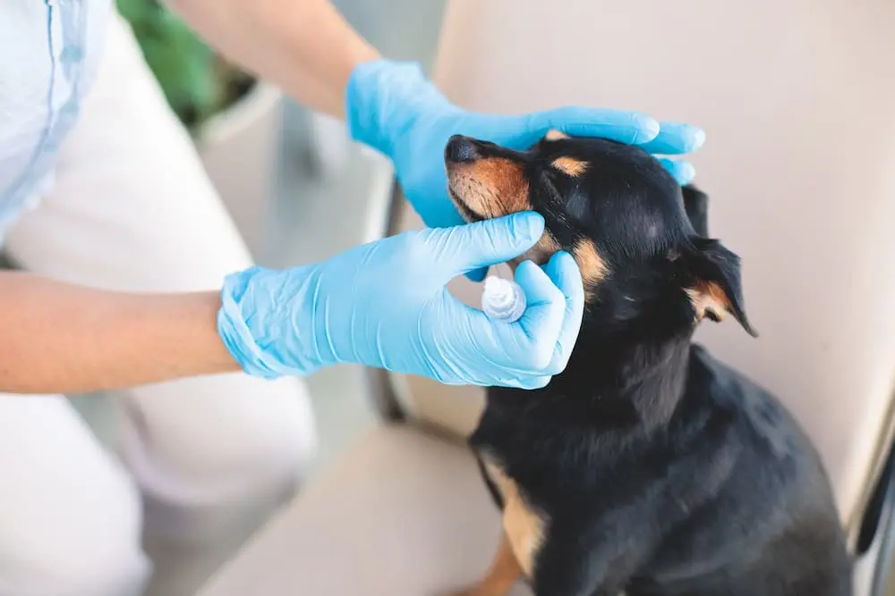 When to contact your vet