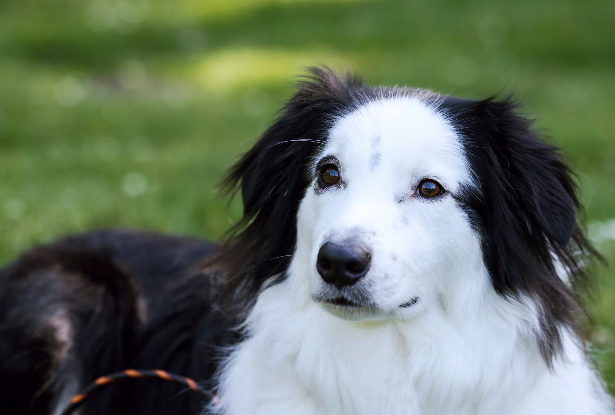 Symptoms of Pigmentary Keratitis in Dogs 
