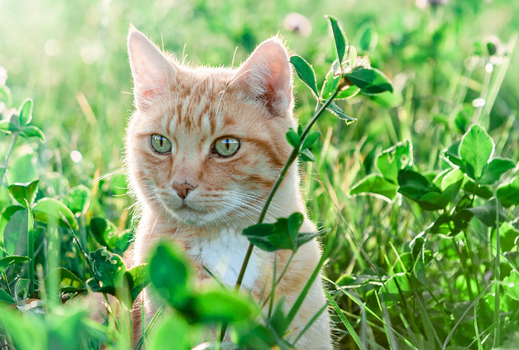 Allergens for cats
