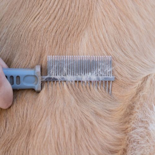 How to Get Rid of Dog Lice at Home