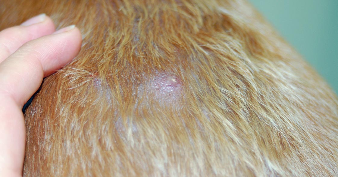 Bacterial Infections