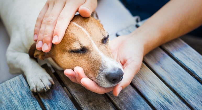 When to Seek Veterinary Care