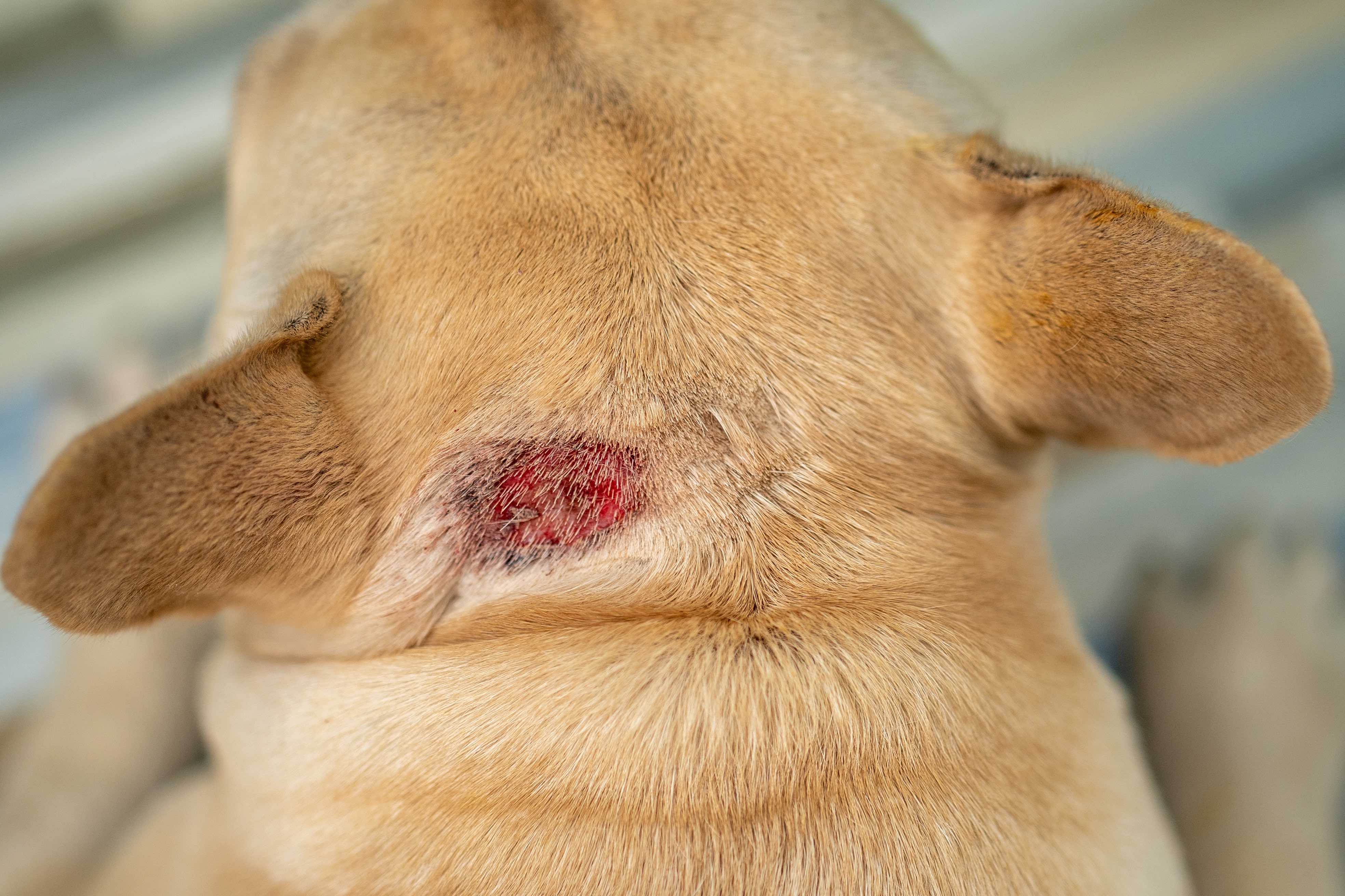 Symptoms of Red Skin in Dogs