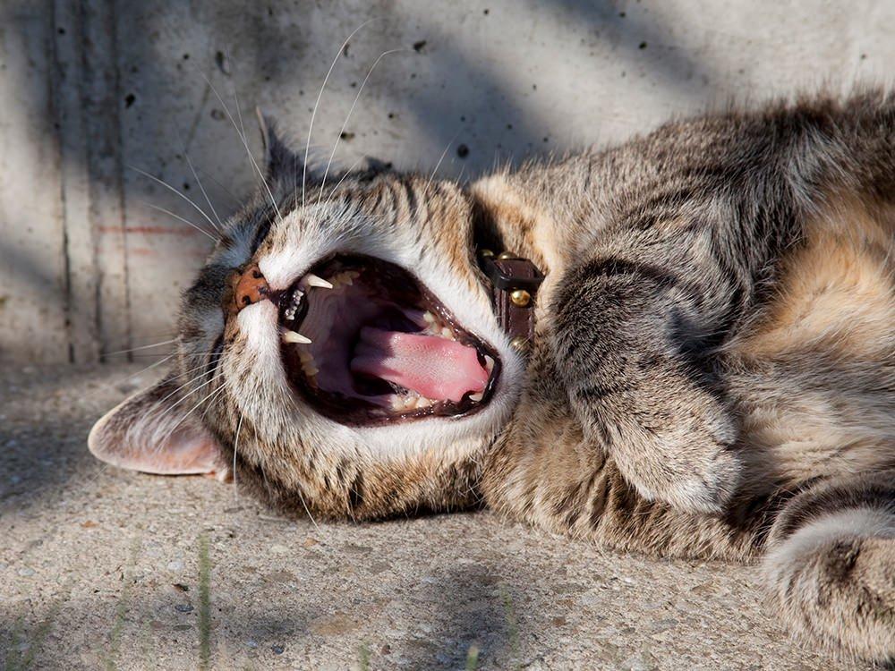 Is Bad Breath Normal for Cats?